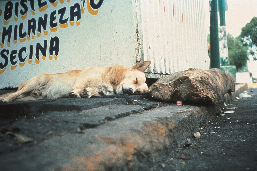 Ein Hund liegt am Tag mit geschlossenen Augen neben einem großen Stein an einer Straßenecke.