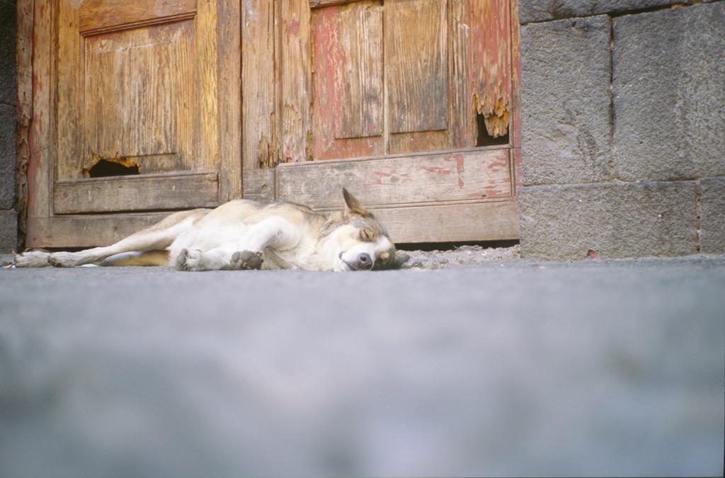 Aufnahme aus starker Bodenperspektive, in der ein Hund mit geschlossenen Augen im Tageslicht auf dem Bürgersteig liegt, im Hintergrund ein Holztor.