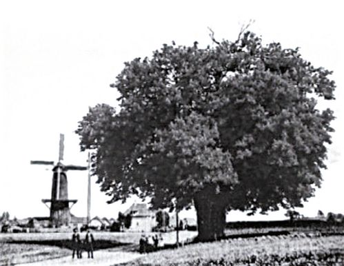 Black and white image of walkers passing a huge tree. In the background is a windmill, which also looks small in comparison to the tree.