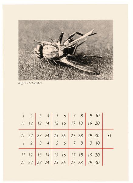 Seite eines sechsteiligen Portfolios: Ein Kalenderblatt für August und September, oben das Motiv einer toten Fliege, darunter die Kalendertage.