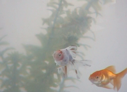 Ein weiß-roter Zierfisch mit schleierhaften Flossen schwimmt vor einem Goldfisch, im Hintergrung ragt eine Pflanze von links unten diagonal über das Bild