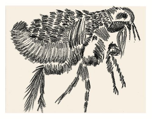 Zeichnung eines käfer- oder milbenartigen Tiers mit langen Beinen und insektenähnlichen Kopf.
