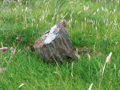 A stone on a green meadow, amidst wild grasses and purple flowers.