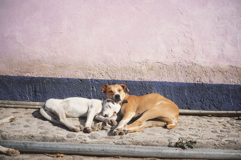 Zwei Hunde schalfen aneinander gelehnt auf einem Bürgersteig 