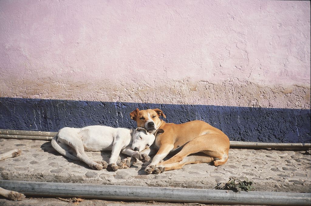 Zwei Hunde schlafen aneinander geschmiegt an eine Hauswand gelehnt im Tageslicht auf einem Bürgersteig.