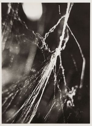 Photogravure eines Spinnennetzes in Nahaufnahme.