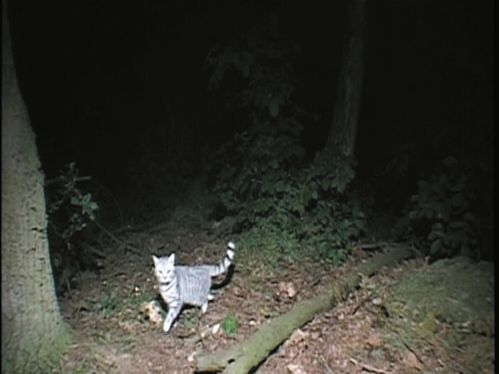 A gray cat is illuminated by headlights in the dark forest
