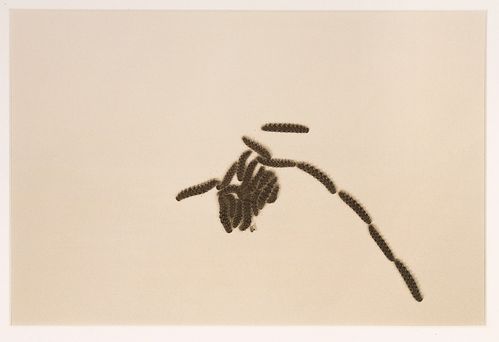 Eine Fotografie in Vogelperspektive von mehreren Rauben, die sich so gruppieren, dass eine Form entsteht.