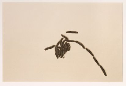 Eine Fotografie in Vogelperspektive von mehreren Rauben, die sich so gruppieren, dass eine Form entsteht.