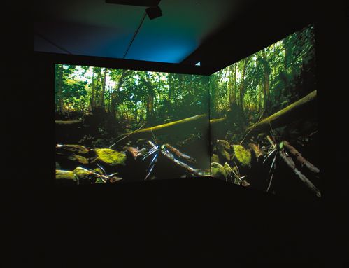 Two video projections across the corner with bit images from a forest or jungle