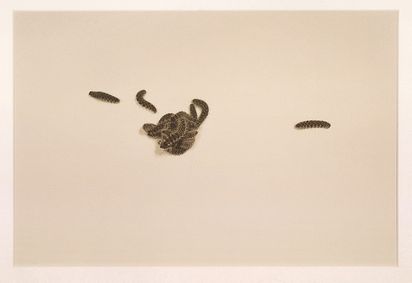 Eine Fotografie in Vogelperspektive von mehreren Rauben, die sich so gruppieren, dass eine Form entsteht.