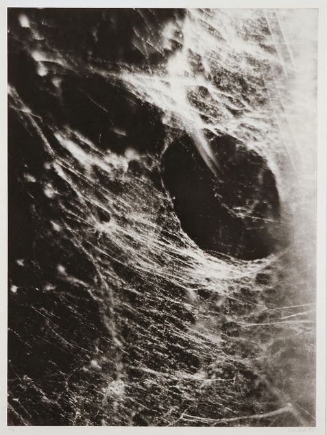 Photogravure eines Spinnennetzes in Nahaufnahme.