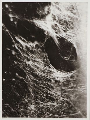 Photogravure eines Spinnennetzes in Nahaufnahme.