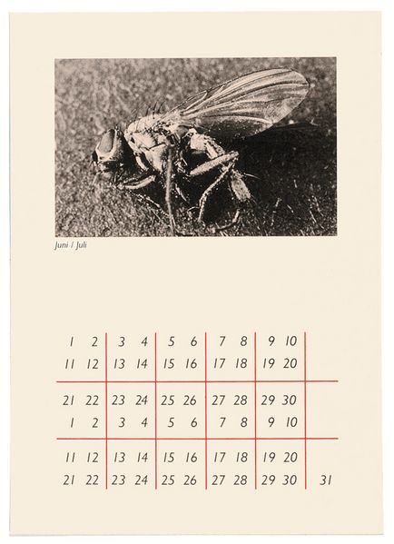 Seite eines sechsteiligen Portfolios: Ein Kalenderblatt für Juni und Juli, oben das Motiv einer toten Fliege, darunter die Kalendertage.