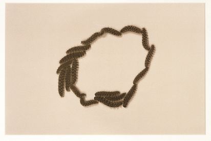 Eine Fotografie in Vogelperspektive von mehreren Rauben, die sich so gruppieren, dass eine Form entsteht.