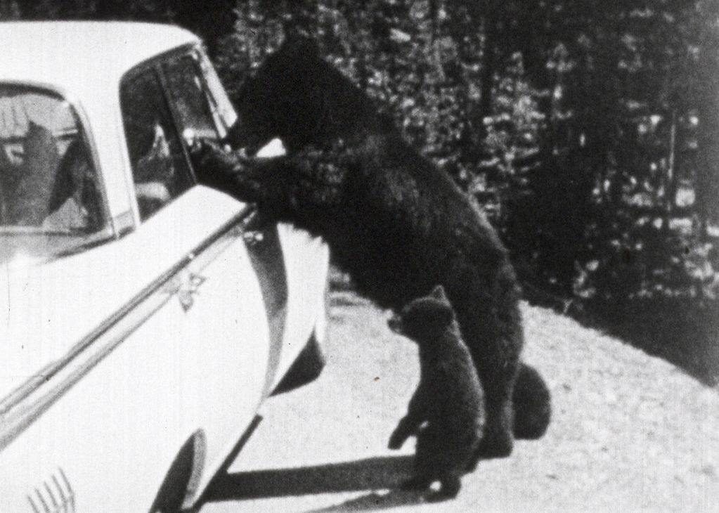 Black and white photograph of a brown bear standing on its back paws with the front ones leaning against a light-colored car of older model so that it can look through the windows. Next to him is a small bear on the back paws. 