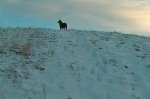 A dog stands on top of a snow-covered hill