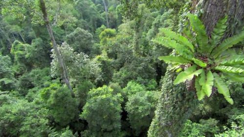 Video Still showing rainforest vegatation