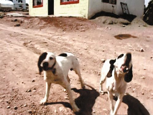 Video still: Two barking dogs on a gravel road