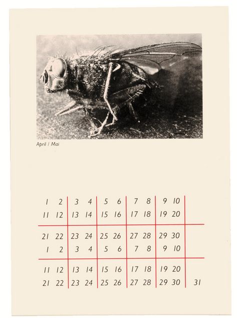 Seite eines sechsteiligen Portfolios: Ein Kalenderblatt für April und Mai, oben das Motiv einer toten Fliege, darunter die Kalendertage.