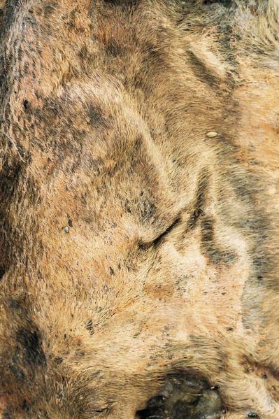 Yellow brown fur of an animal