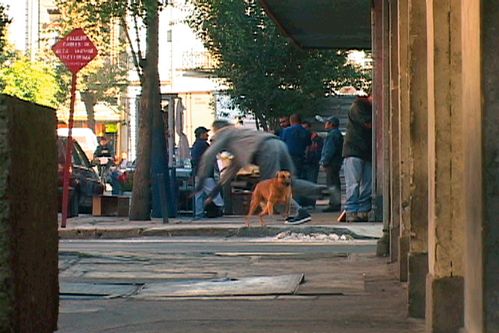 Video still: A man stumbles over a dog running past on the street