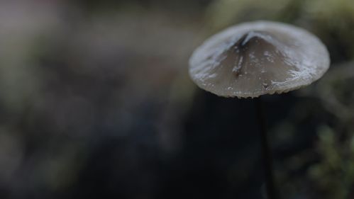 Video Still: a brown mushroom with a shiny hat